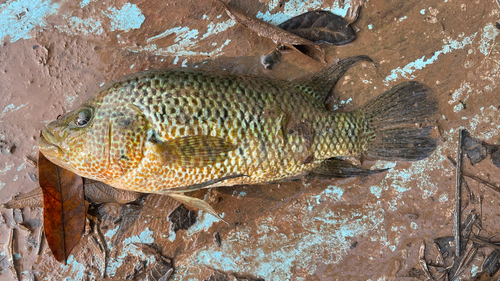 False yellowjacket cichlid (Parachromis motaguensis) — Cichlidae — 4