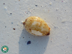 Lyncina lynx