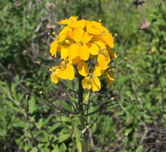 Erysimum capitatum lompocense