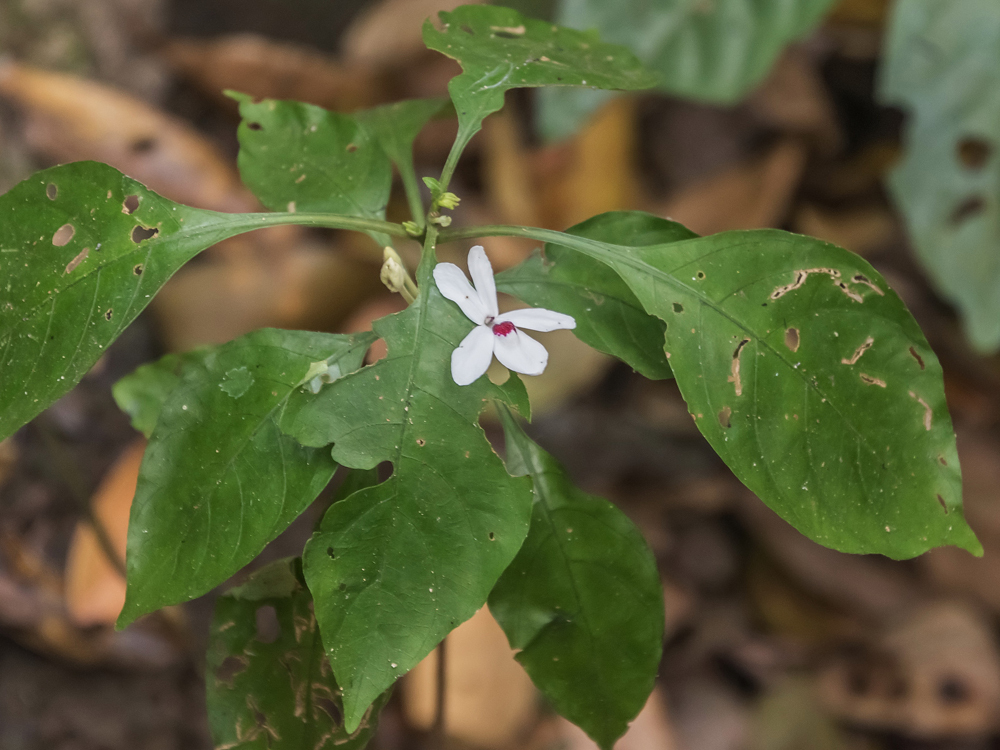 Pseuderanthemum bracteatum — ảnh 2