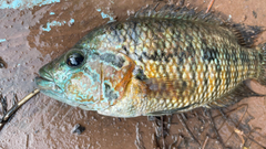 False Yellowjacket Cichlid photo 1
