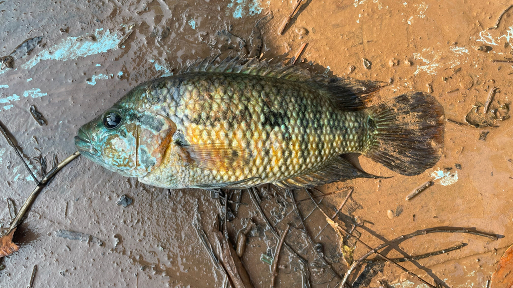 False yellowjacket cichlid (Parachromis motaguensis) — Cichlidae