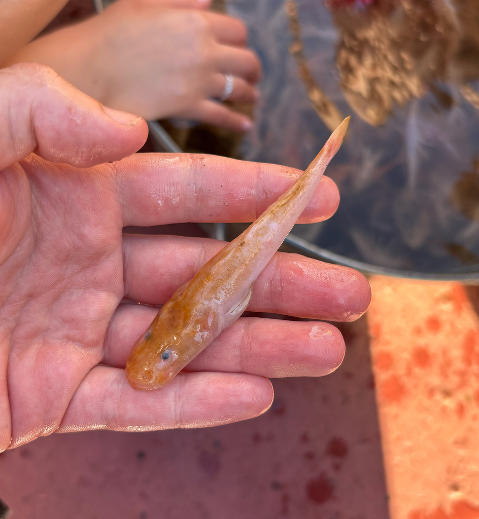 Small-eyed Sculpin