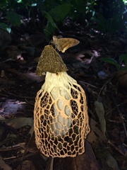 Phallus haitangensis