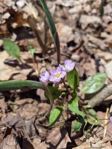 Carolina Springbeauty