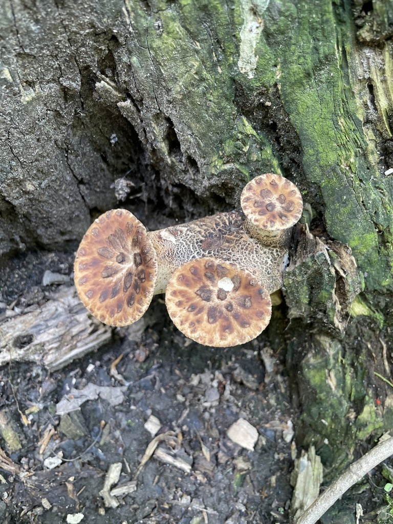 Dryad's Saddle · May 2026 · photo: Photo: (c) asdombro98, some rights reserved (CC BY) · iNaturalist