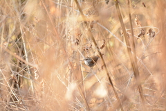 Thryophilus pleurostictus