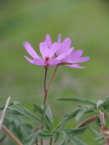 Geranium tuberosum, photograph 2