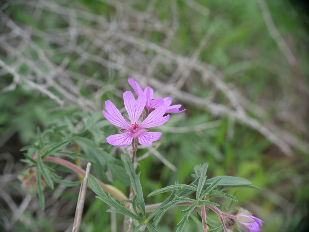 Geranium tuberosum; photograph (c) Marios Thoma, some rights reserved (CC BY)