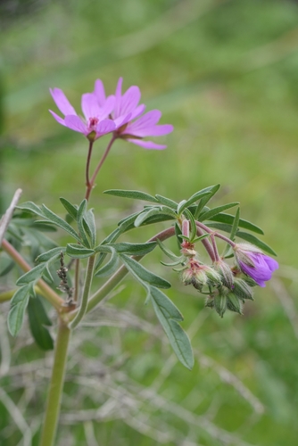 Geranium tuberosum, photograph 3