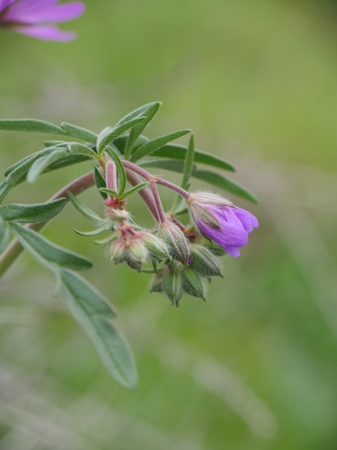 Geranium tuberosum, photograph 4