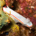 Glossodoris sedna - Photo (c) DavidR.808, some rights reserved (CC BY-NC), uploaded by DavidR.808