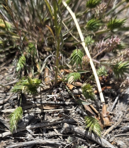 Annual False Wheatgrass