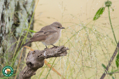 Bradornis microrhynchus