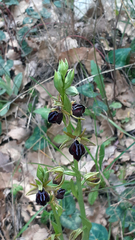 Ophrys mammosa