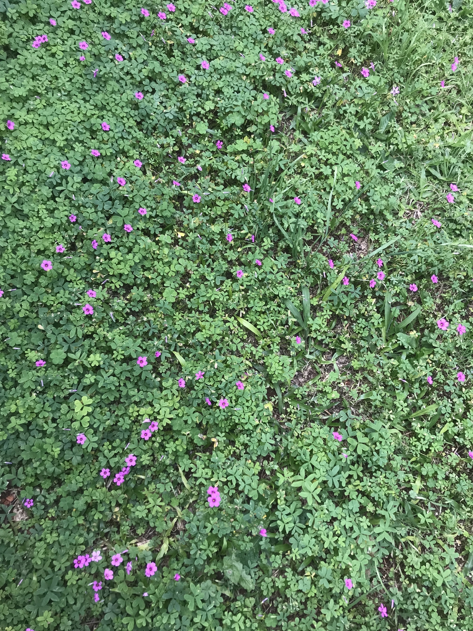 Oxalis bipartita