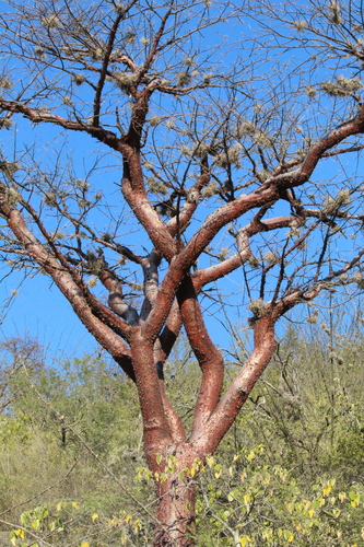 Bursera morelensis Ramírez 2