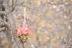 Tillandsia hintoniana