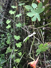 Tropaeolum smithii