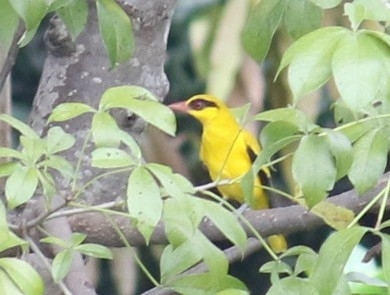 iNaturalist image