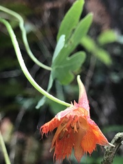 Tropaeolum smithii
