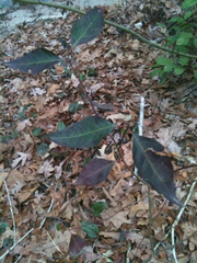 Ditrysinia fruticosa