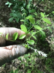 Styphnolobium affine