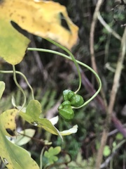 Tropaeolum smithii