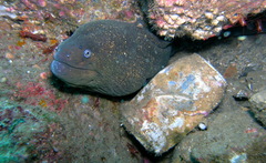Gymnothorax mordax
