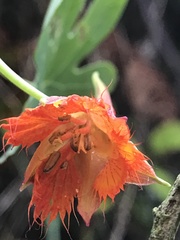 Tropaeolum smithii