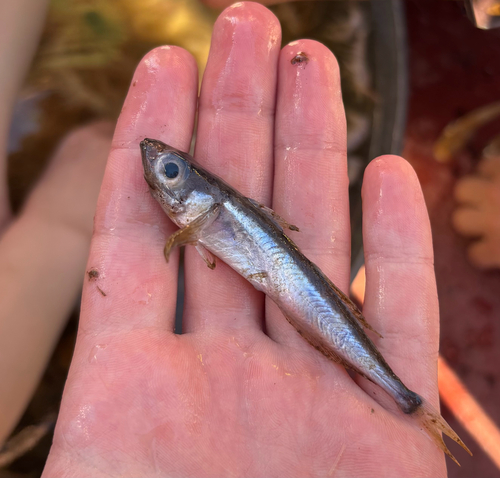 Longfin Baikal sculpin (Cottocomephorus inermis) — Cottocomephoridae — 2
