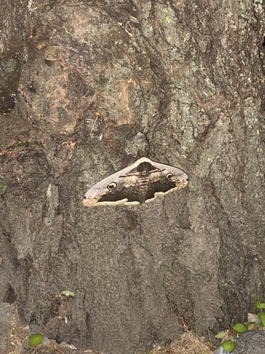 Giant Peacock Moth