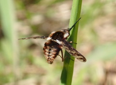 Bombylius pulchellus
