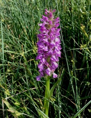 Dactylorhiza umbrosa