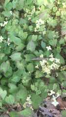 Epimedium