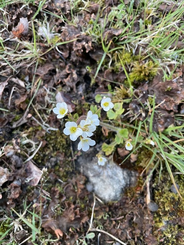 Meadow Saxifrage
