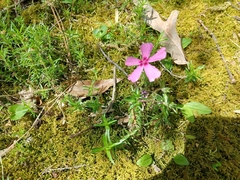 Phlox nivalis