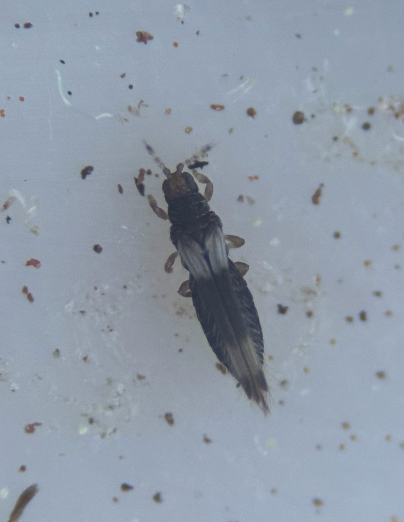 Thrips