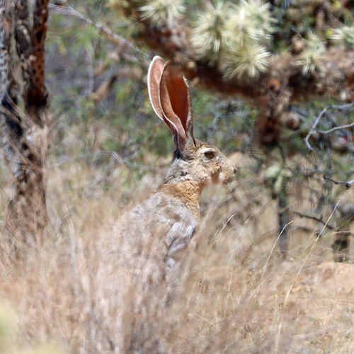 Antelope Jackrabbit observed by dutchjohn