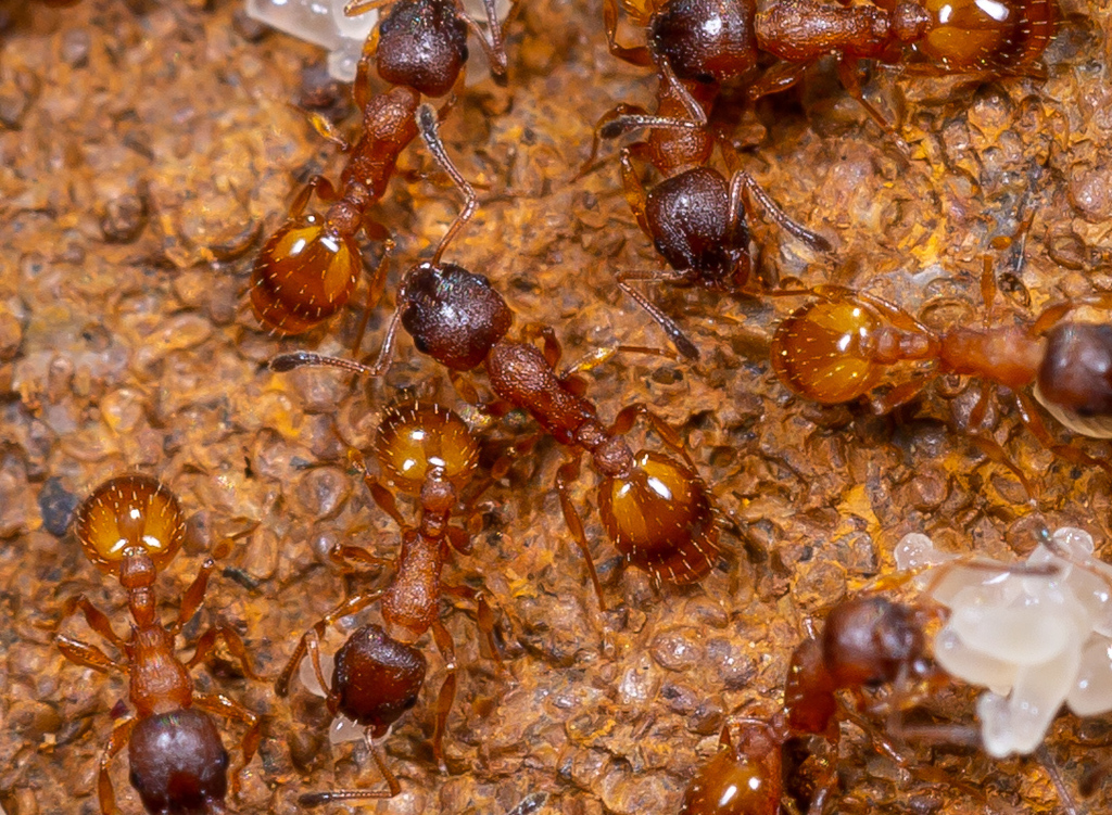 Temnothorax albipennis