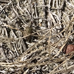 Cicindela repanda repanda