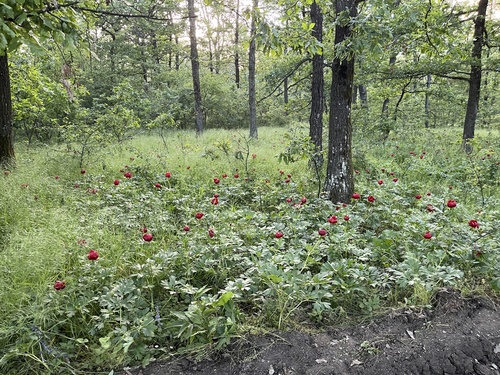 Balkan Peony