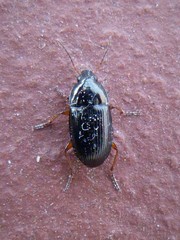 Amara familiaris
