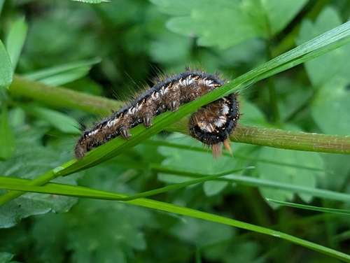 Drinker Moth
