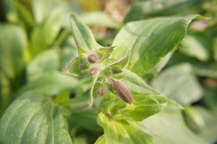 Silene × hampeana