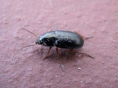 Amara familiaris