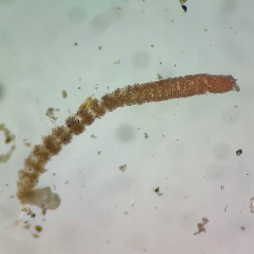 Crouania attenuata observed 2026-05-15