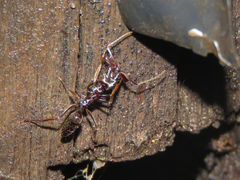 Odontomachus troglodytes