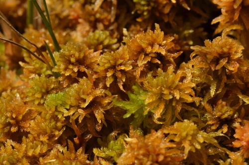Sphagnum contortum observed 2026-05-09