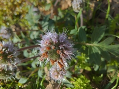 Hydrophyllum capitatum thompsonii